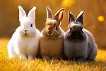 A Journey into the World of Rabbits