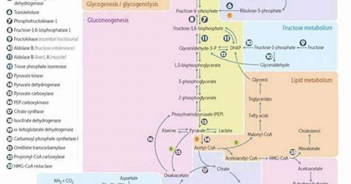 All Biochemical Pathways Share a Common Thread