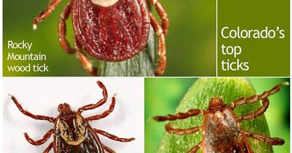 Are There Ticks at Yellowstone?