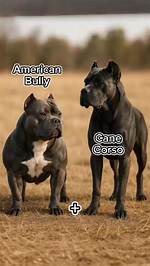 Cane Corso Mixed with Bully
