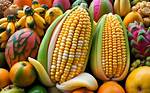 Discover the Unique Fruit That Resembles Corn on the Cob