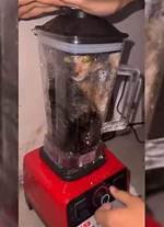 Insights into the "Cat in Blender Video Twitter" Incident
