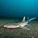 Shark Bae Onlyfans Leaks: Uncovering the Truth
