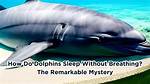Uncover the Surprising Truth: Are Dolphins Really Dangerous?