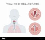 Uncovering the Secrets of Vocal Cord Recovery: David Archuleta's Inspiring Journey