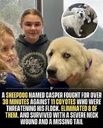 Unveiling the Casper Great Pyrenees: Discoveries and Delights