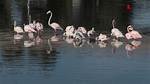 Unveiling the Extraordinary Intelligence of Flamingos: Uncover Their Cognitive Secrets