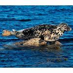 Unveiling the Fascinating World of Seal and Tyra Banks: Discoveries and Insights Await
