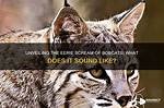 Unveiling the Secrets of the Eerie "Bobcat Scream Like a Woman"