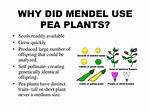 What Pea Plants Did Mendel Use? ·