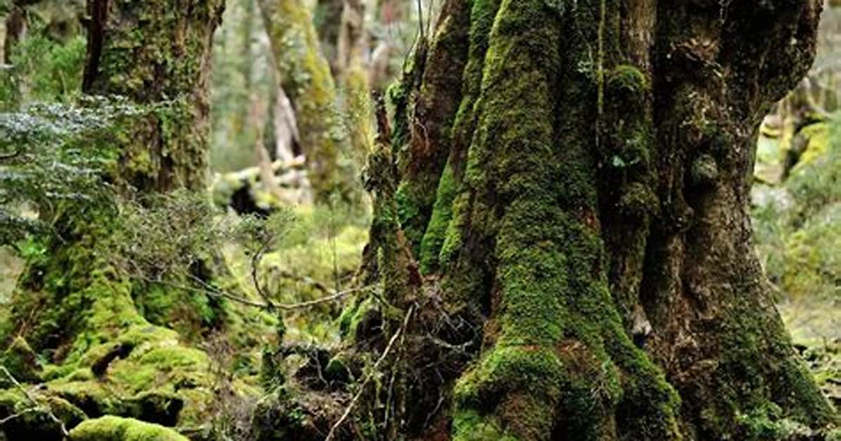World's Oldest Forest Found in New York's Catskill Mountains